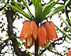 Emperor´s Crown Emperor´s Crown