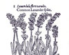 Lavender 1597