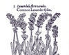 Lavender 1597 Lavender 1597
