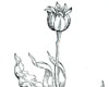 Tulip 1561
