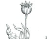 Tulip 1561 Tulip 1561